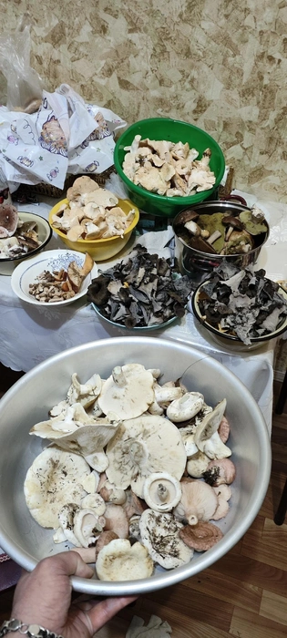 Источник: «Грибы и Грибники Подмосковья» / vk.com