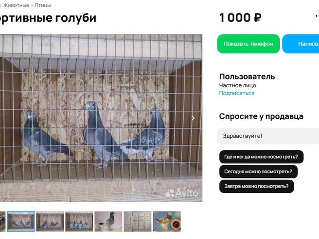 Подобных голубей предлагают к продаже в Дзержинске. | Источник: avito.ru