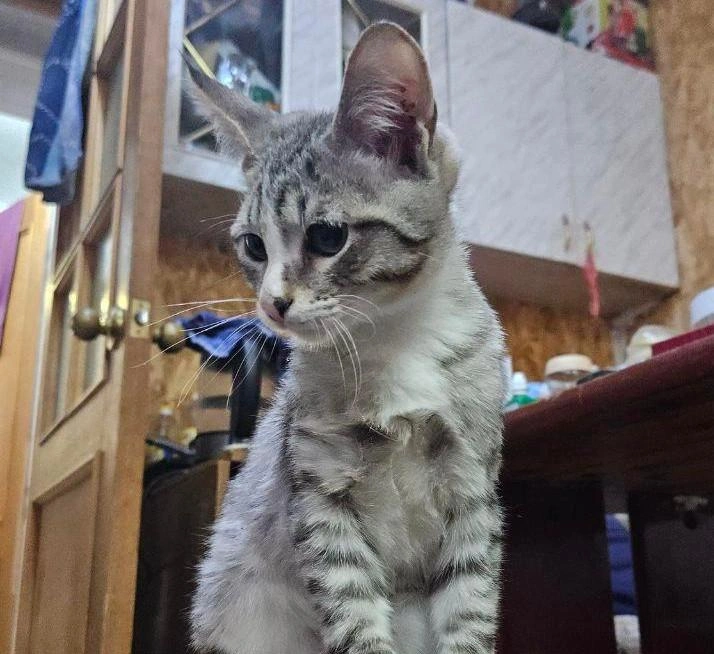 Вот как выглядит этот игривый котенок | Источник: предоставлено волонтерами