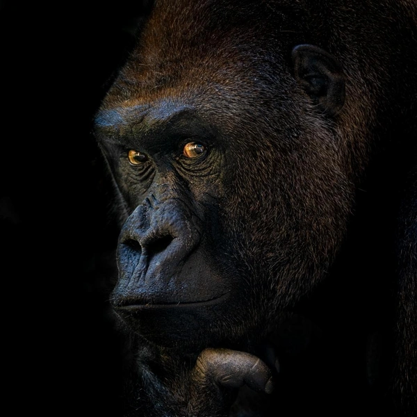 Источник: Linda Smit / Creative Photo Awards 2025