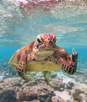 Самые смешные снимки животных в дикой природе за всю историю фотоконкурса Comedy Wildlife Photography Awards