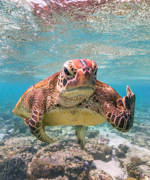 Самые смешные снимки животных в дикой природе за всю историю фотоконкурса Comedy Wildlife Photography Awards