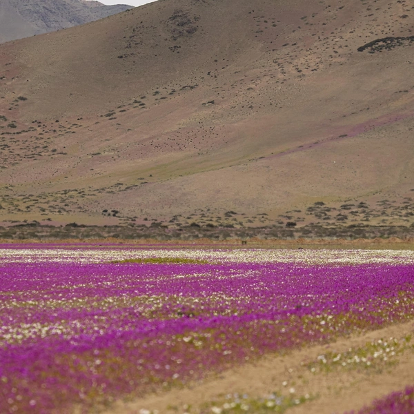Источник: Lucas Aguayo Araos/Anadolu via Getty Images