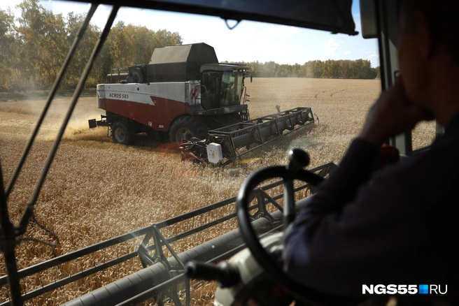 Вместо пшеницы фермеры планируют выращивать другие культуры  | Источник: Евгений Софийчук / NGS55.RU 