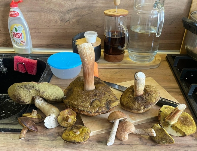 Самые большие грибы — под Азово | Источник: «Грибы. Грибники Омска и Омской области"/ vk.com