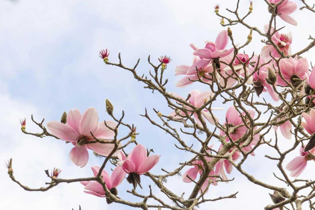 35 самых красивых цветов в мире | Источник: Unsplash