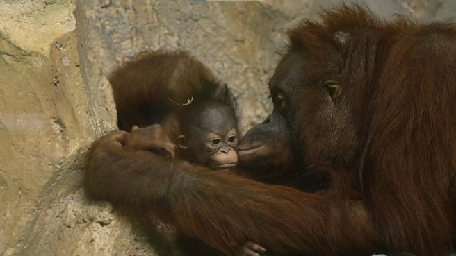 Имя ребенка состоит из имен его родителей | Источник: «Новосибирский зоопарк» / vk.com