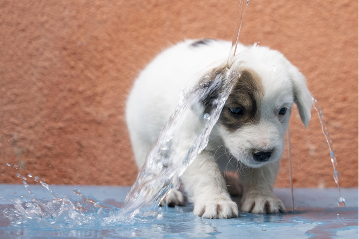 Турецкий щенок принимает прохладный душ