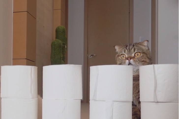Коты перепрыгивают через растущую стену из туалетной бумаги (видео)