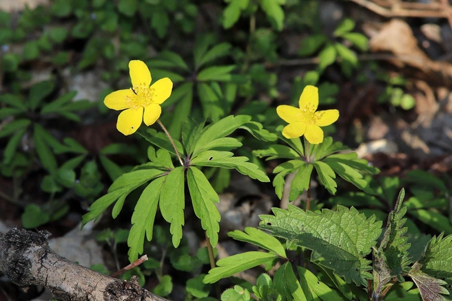 Ветреница лютиковая (Anemone ranunculoides) | Источник: Roland Aprent / CC BY-SA 4.0