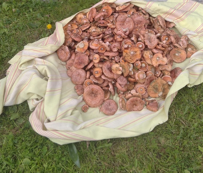 В низинах, куда не добирается солнце, грибов еще можно набрать  | Источник: Дары лесов Урала. Грибы Екатеринбурга и Свердловской области / Vk.com