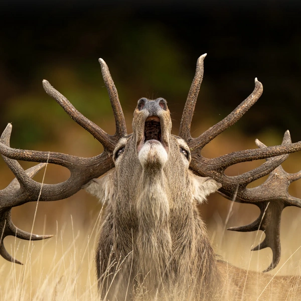 Финалист в номинации «Молодой фотограф в возрасте до 10 лет» | Источник: Jamie Smart / Wildlife Photographer of the Year 2025