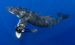 Поющие тихоходы: как горбатые киты ставят ученых в тупик