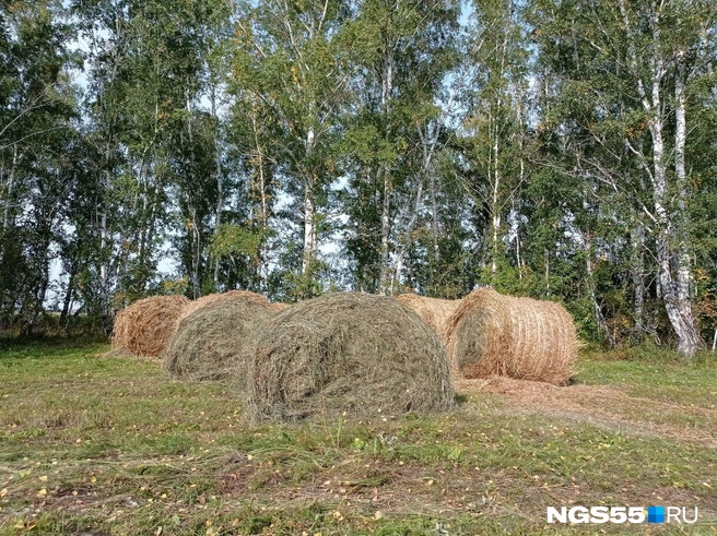 Купить корма — дорого. Тонна сена стоит от 5 тысяч рублей. Это как 100 литров молока | Источник: Сергей Энквист / NGS55.RU