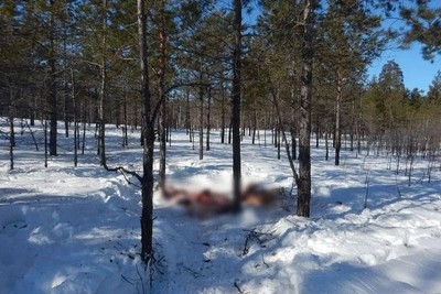В Зауралье задержали браконьеров, убивших трёх лосей