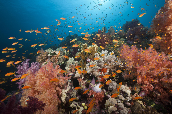 Каменные сады океана: как образуются и живут коралловые рифы