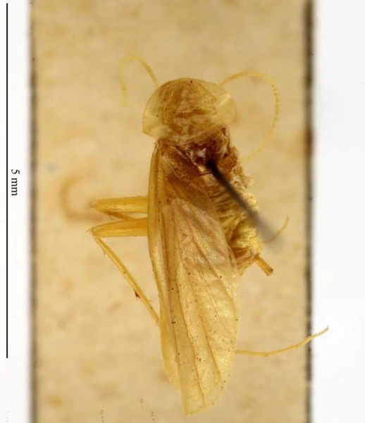 Источник: CSF Specimen Image Import AUG 2019, CC BY-NC-ND 4.0/MNHN — Depraetere Marion — 2014
