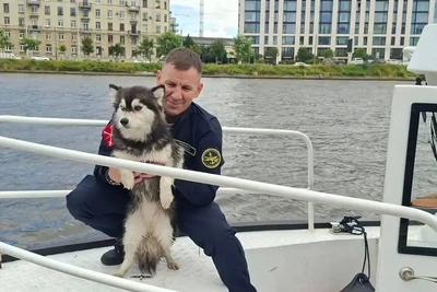 Собаку Лею, сбежавшую с Ладожского вокзала, спасли на Неве