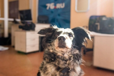 Иск на 100 тысяч рублей за укус собаки в Богородицке