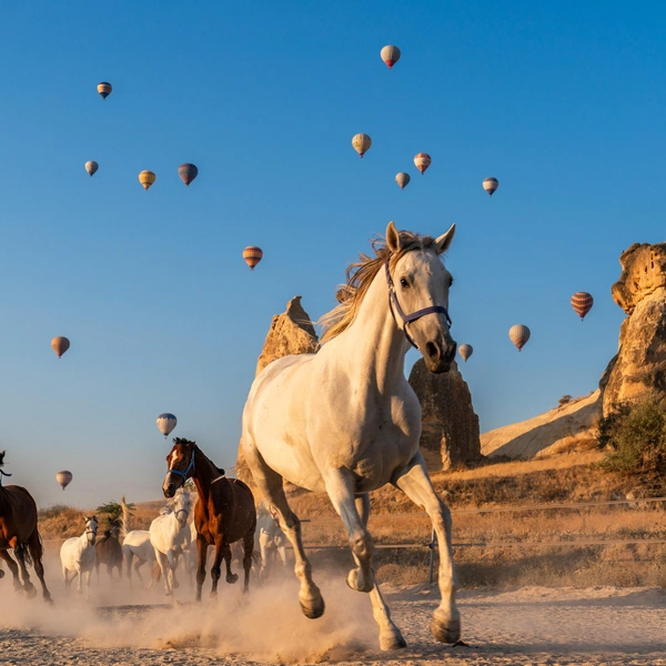 Источник: Serkan Dogus / International Photography Awards 2025