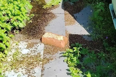 Rosselkhoznadzor Probes Bee Deaths in Argayashsky District