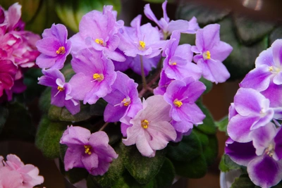 Чемодан фиалок: биолог создала мобильный сад после переездов