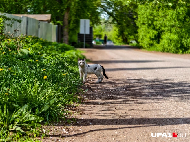 Опа, а кто это здесь? | Источник: Булат Салихов / UFA1.RU