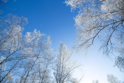 В Тюмени на выходных ожидается недолгое потепление