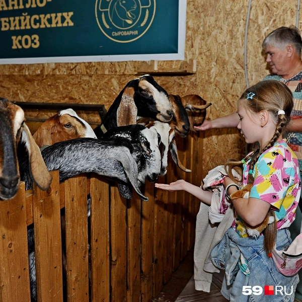 Внимание коз легко привлечь угощением… | Источник: Ирина Тропина / 59.RU