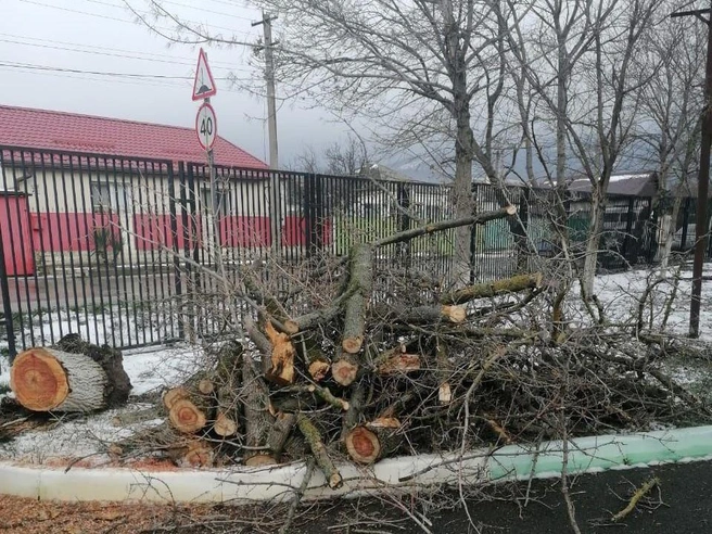 В Новороссийске из-за сильного ветра падают деревья | Источник: Алексей Одеров / T.me