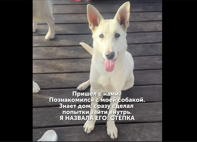 «Много ли надо собакам? Всего лишь немного любви». Иркутянка с лабрадором спасла на Ольхоне бездомного пса | Источник: @natalis.sem / instagram.com (экстремистская организация, деятельность запрещена на территории РФ)
