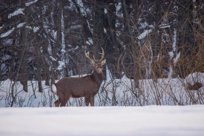 Red-listed black grouse reappears in Saratov reserve