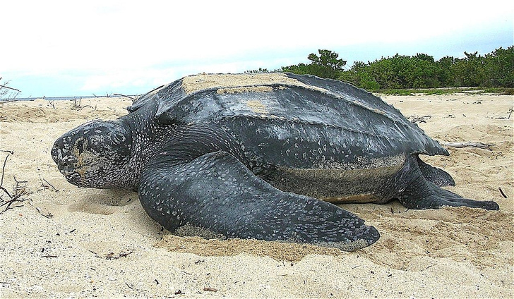 Животный магнетизм: откуда у морских черепах «экстрасенсорные» способности