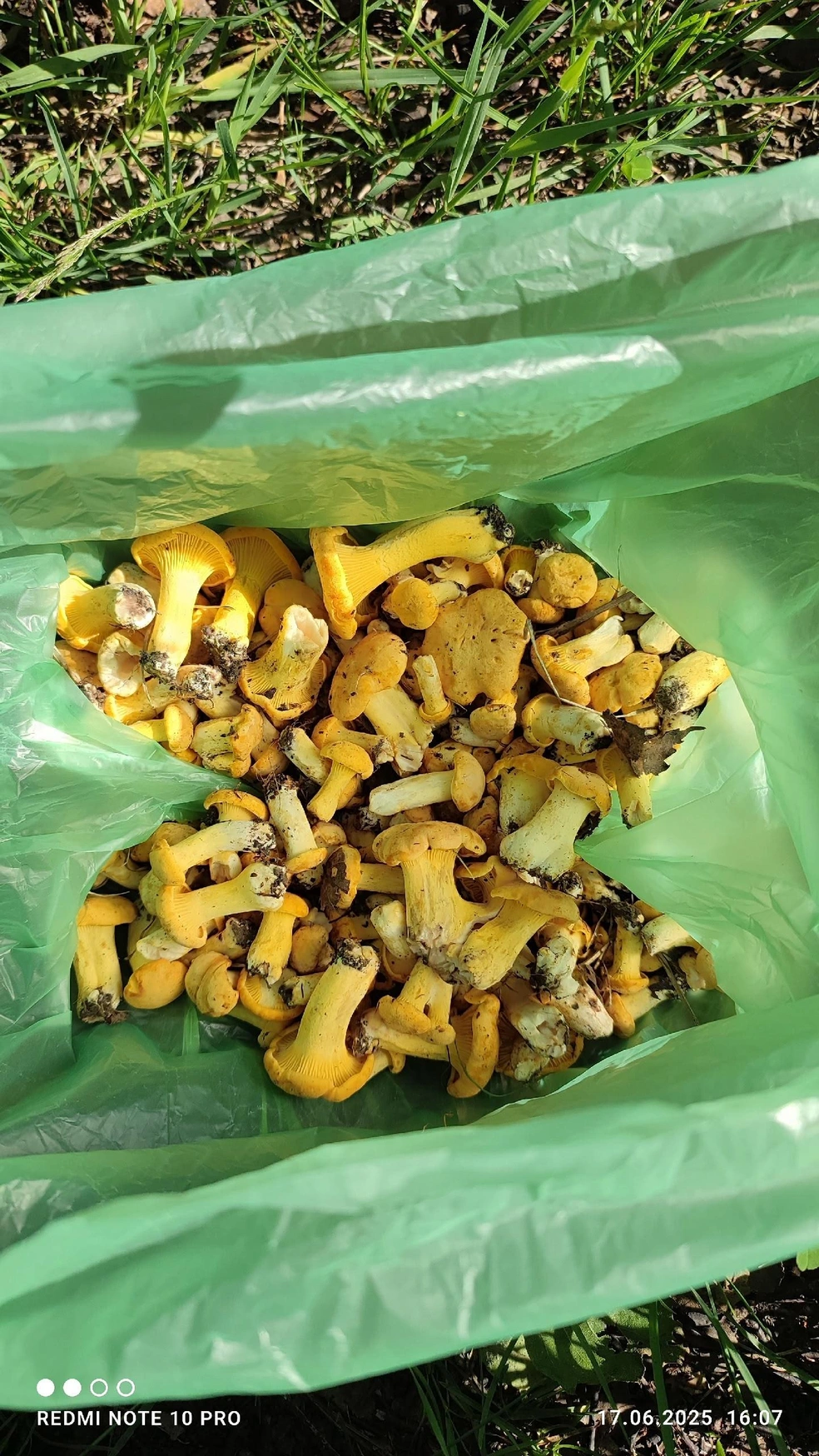 И даже в черте города пошли грибы. Улов из Фрунзенского района Ярославля | Источник: Ольга Алекперова, Грибы Ярославской области 2025 / Vk.com