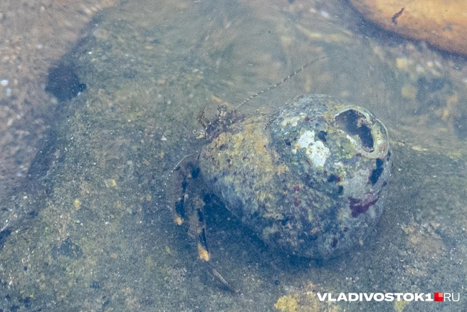 Источник: Елена Буйвол / VLADIVOSTOK1.RU