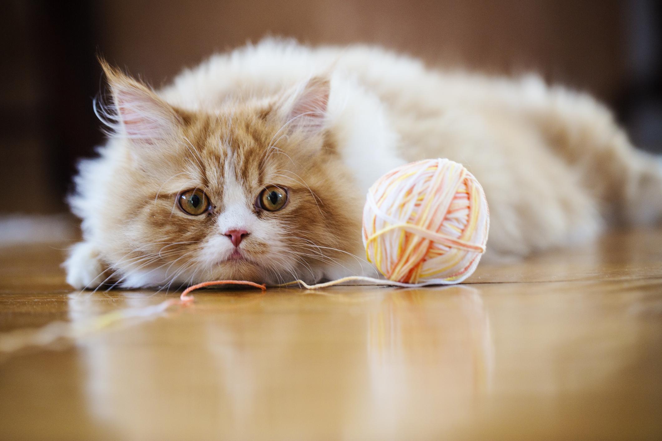Линька у кошек: что делать, если кот сильно линяет | Hill's Pet