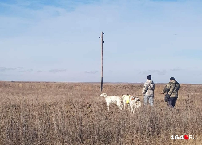 Русские псовые борзые могут развивать скорость в рывке до 60 км в час | Источник: Архив Светланы Подоляко