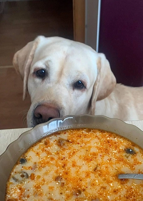 А меня когда покормишь?!  | Источник: читатель 63.RU 