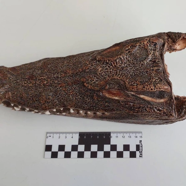 Источник: ФТС России