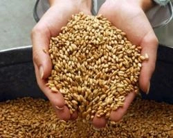 Омские аграрии планируют собрать не менее 3 млн тонн зерна | ngs55.ru