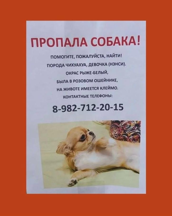 «Все животные мои!». У екатеринбурженки украли маленькую гламурную собачку