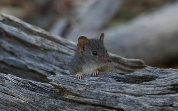 Живи быстро, умри молодым: ради чего самцы сумчатой мыши отказываются от сна и гибнут в возрасте года?