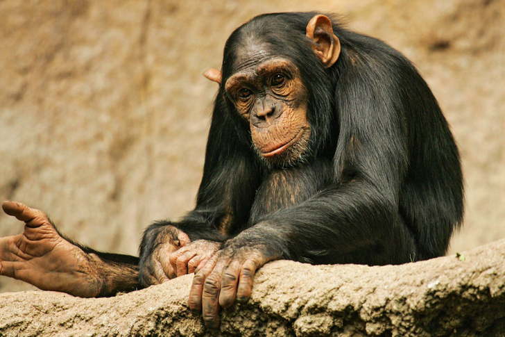 Я тебя помню: самка шимпанзе узнала родных после 26 лет разлуки