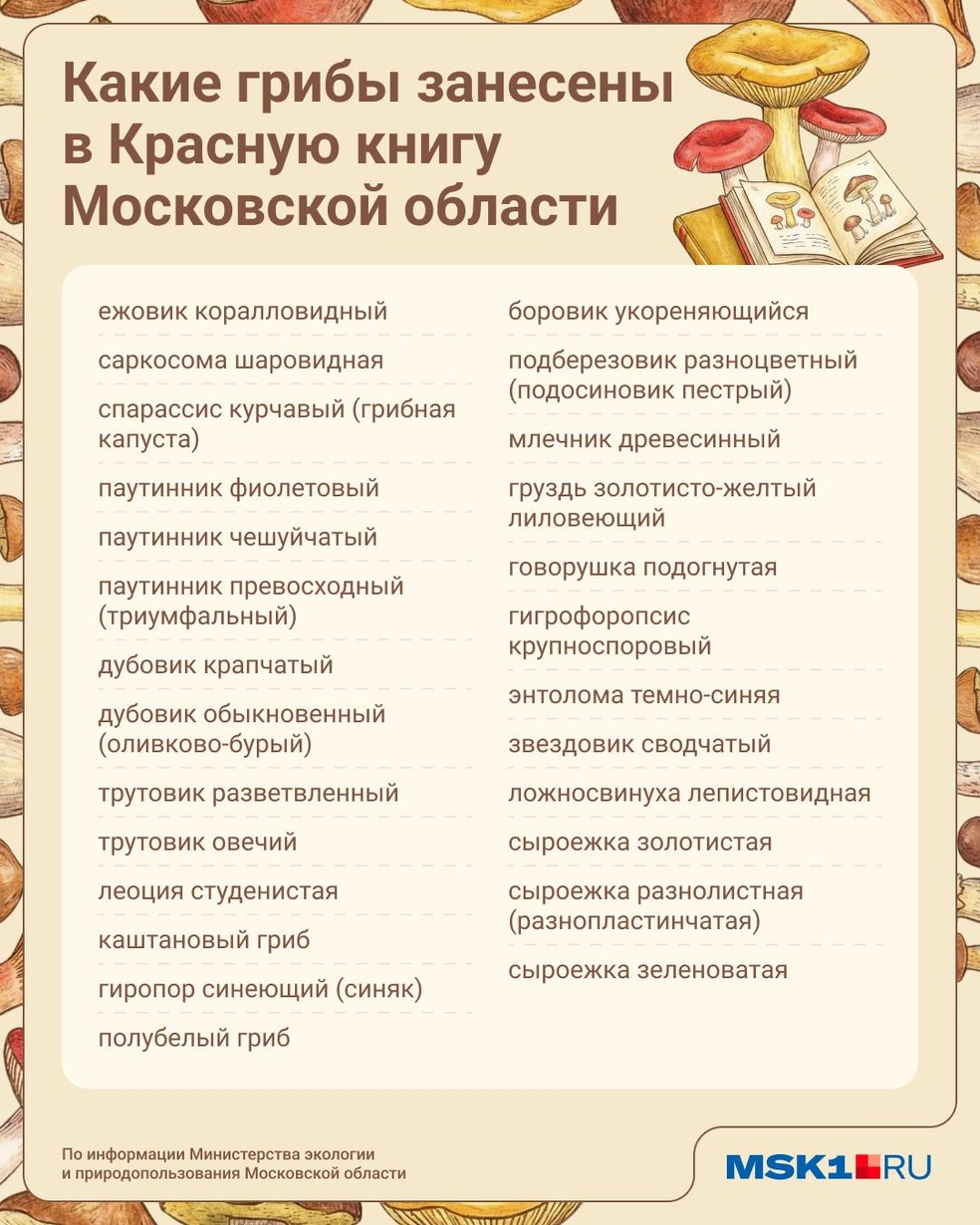 Сохраните себе список краснокнижных грибов | Источник: Юрий Скулыбердин / Городские медиа