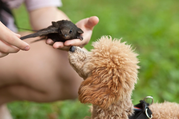 Источник: Zulfiska/Shutterstock/Fotodom.ru
