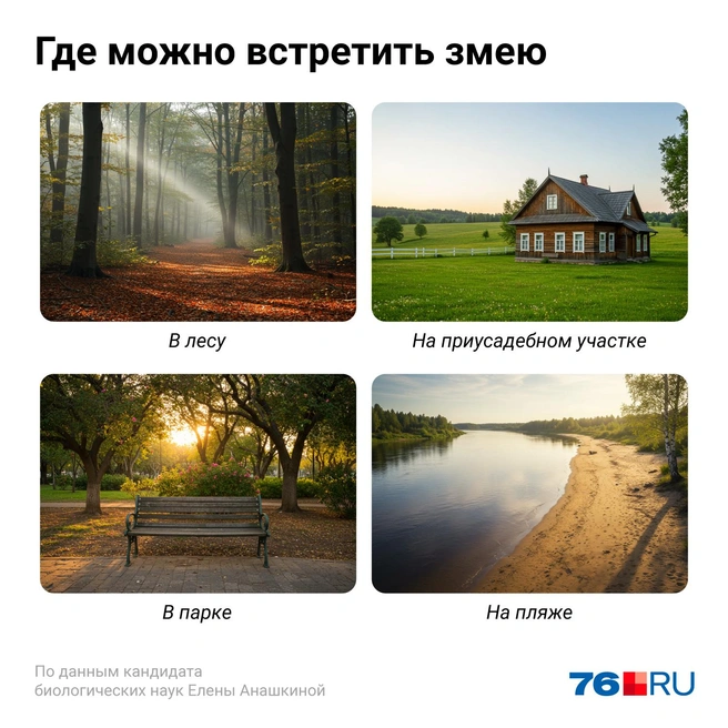 Во время прогулок на природе следует смотреть под ноги | Источник: Евгения Бикунова / Городские медиа