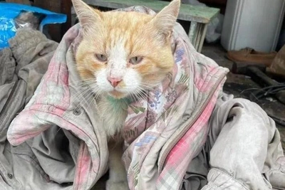 Yekaterinburg: Homeless ginger 'elf' cat priced at 700,000 rubles