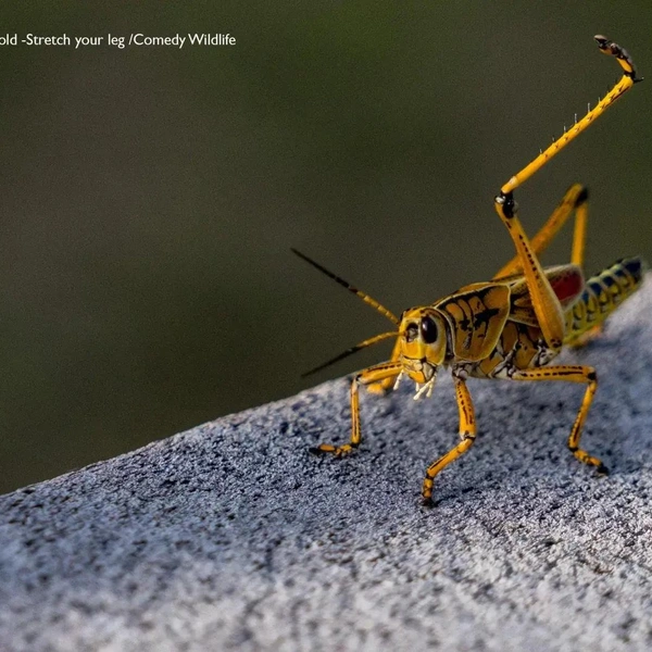 Источник: Nikon Comedy Wildlife Awards