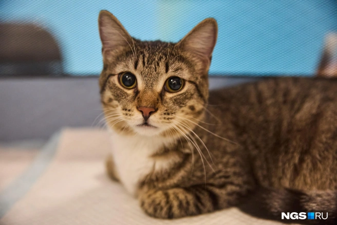 Новосибирцы могли забрать животных домой | Источник: Александр Ощепков / NGS.RU