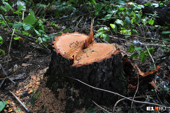 Ребенок повредил руку во время прогулки в детском саду | Источник: Артём Устюжанин / E1.RU